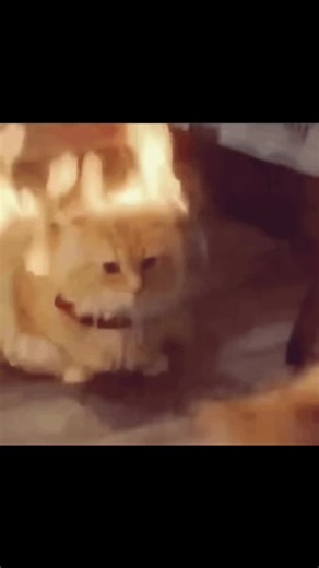 Cat on Fire Memes Compilation