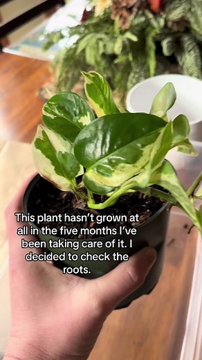 Sometimes a new home can make all the difference. #planttok #pothos