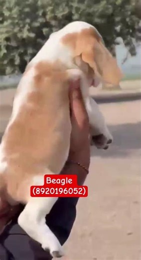 Beagle puppy for sale (8920196052)