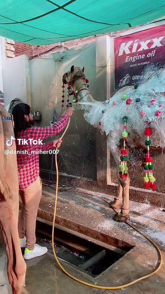 Camel Care Tips and Services You Need to Know