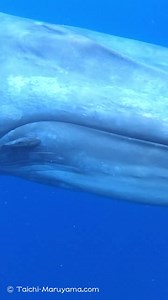 14K views · 1.7K reactions | Blue whales can be found in all the world's oceans except the Arctic. These graceful giants typically swim at speeds around 5mph (~8kph), but can accelerate to more than 20 mph (~32kph) in short bursts. Blue whales generally undergo lengthy migrations between summer feeding grounds and winter calving grounds, but some evidence suggests that individuals remain in certain areas year-round. Video by Taichi Maruyama | Ocean Conservation Research - OCR | Facebook
