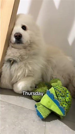 Un emploi du temps de ministre ! 😂 #animal #dogshorts #chien #samoyed