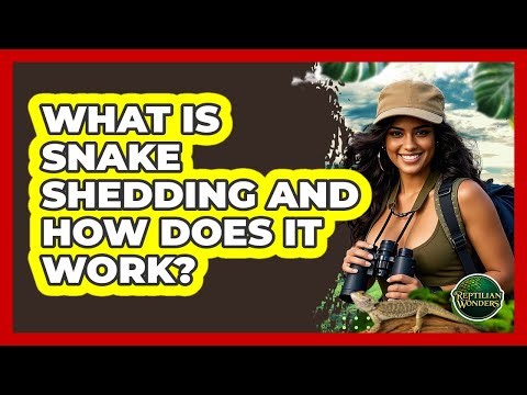 What Is Snake Shedding And How Does It Work? - Reptilian Wonders