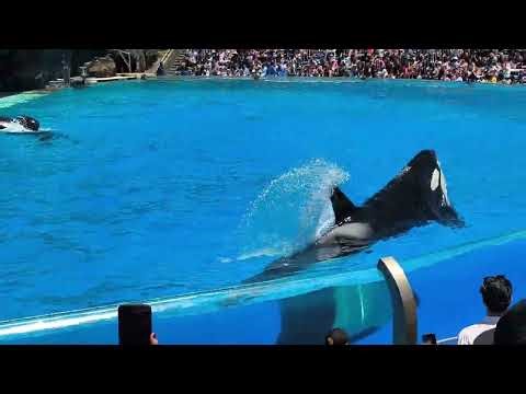 Corky & Ikaika during the 2 p.m. Orca Encounter Show (San Diego, California)