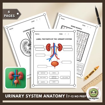 Human Urinary System Anatomy Labeling | Excretory System & Fluid Balance