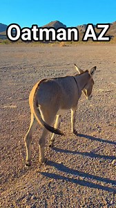 70K views · 2.3K reactions | The Friendly Burros of Oatman Arizona | Route 66 Road Relics | Facebook