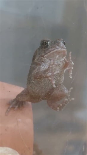 Pet Toad