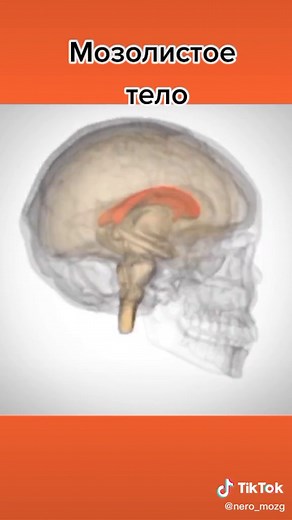Understanding the Human Brain Structure in 3D