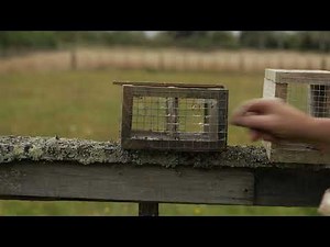 Baiting Rat Traps Like a Pro with Cam Speedy | Simple and Effective