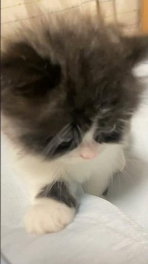【生後42日】ミヌエットの子猫たち🐱💕#cat #kitten #ミヌエット #猫