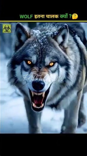 🧠 How smart is wolf ? The truth will shock you! #factoholic #shorts