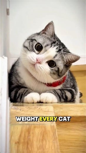 4 Cat Weight Facts Every Cat Parent Should Know