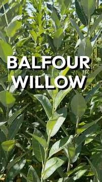 Balfour Willow - Pruning and Propagating, Catkin Display, Coppicing, and Cost Savings