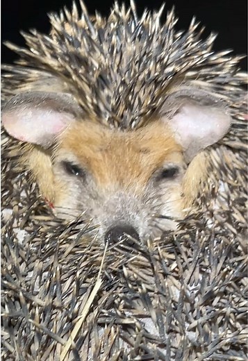 Hérisson oreillard (Hemiechinus auritus) — hérisson à longues oreilles