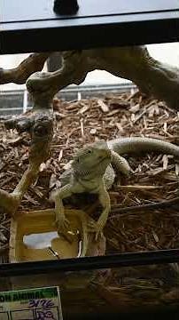 New lighting setup for our Bearded Dragon, Zero.