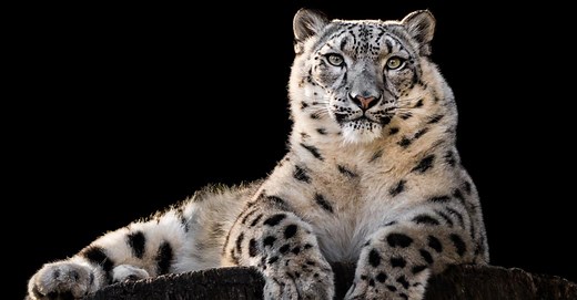 Clouded Leopard vs Snow Leopard: 3 Primary Differences Explained