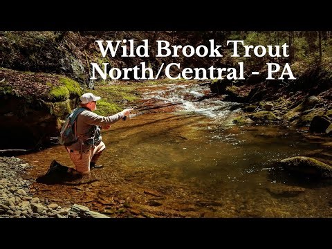 Chasing Wild Brook Trout on the Fly | North-Central, PA