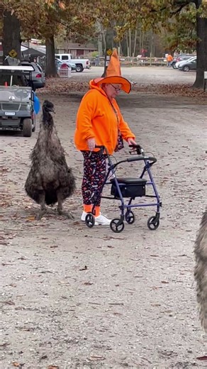 3.8M views · 63K reactions | Connor the Halloween Emu | Funny Farm Rescue | Facebook