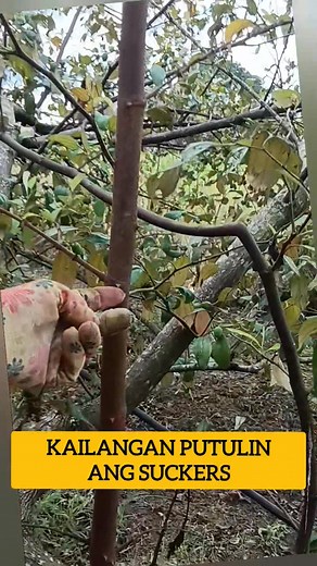 134K views · 385 reactions | Isa sa pinakamabilis lumaki ang puno ng jujube. Pag ito ay grafted, dapat putulin ang mga suckers na tumutubo below the graft. #Pruning #jujube #treecare #hobbyfarm Elvie Cabansag | Kabsat Farm | Facebook