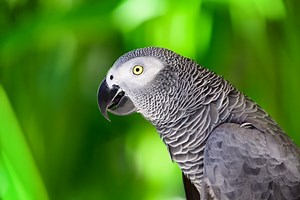 African Grey Parrot 'Bossing' Alexa Around Is Full of Diva Energy