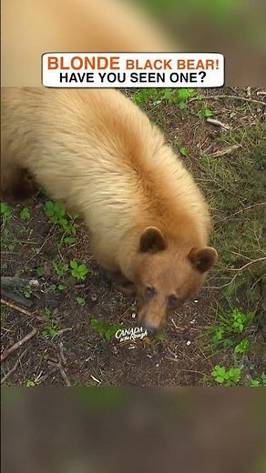 Have you ever seen a blonde colour phase bear? #blackbears #hunting #colourphase #awesome #wildlife