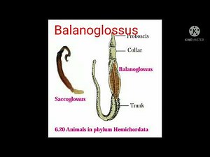 Phylum -Hemichordata, Kingdom =Animalia. Ex. Balanoglossus, Saccoglossus