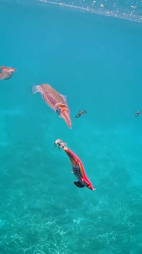 Missing At Sea on Reels