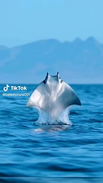 Manta Rays Jumping: A Spectacular Display of Nature