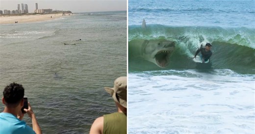 A Seemingly ‘Harmless’ Shark Species Killed a Swimmer in First-Ever Instance — and Experts Know Why