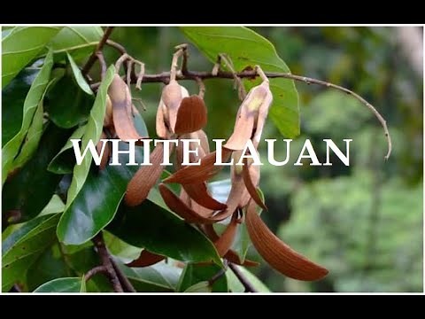 WHITE LAUAN | (Shorea contorta) | Dipterocarpaceae