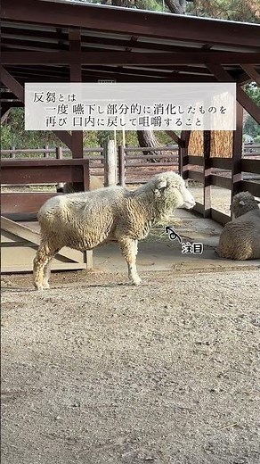 ヒツジの反芻