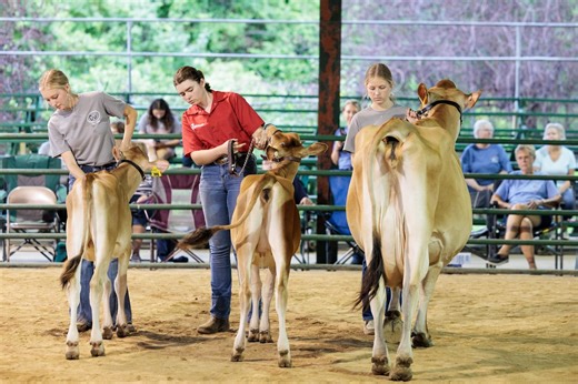 4-H shows, farmers market & rodeo: Sunday activities at the Jackson County Fair