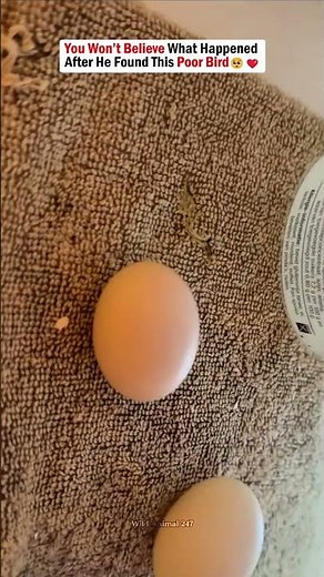 You Won’t Believe What Happened After He Found This Poor Bird