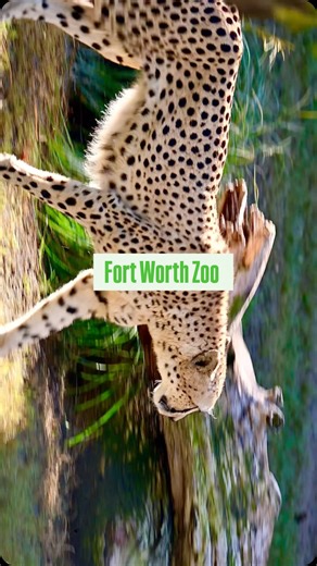🦒✨ Fort Worth Zoo vs Dallas Zoo – Which One Wins in Texas? 🐘🌿 Exploring the wild side of Texas at the iconic Fort Worth Zoo! 🐅 Located in Fort Worth Cultural District, this zoo was established in 1909 and spans nearly 64 acres with 7,000 native & exotic animals. It’s one of the top-ranked zoos in the nation and a must-visit in North Texas! 🔥 Top Exhibits at Fort Worth Zoo: • African Savanna 🦓 • Elephant Springs 🐘 • World of Primates 🐒 • Texas Wild! 🤠 • Museum of Living Art (MOLA) 🐍 • A