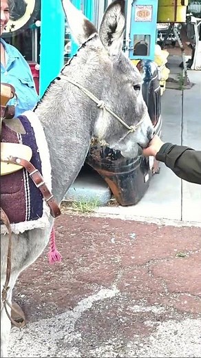 Donkey's First Day! Funny Donkey Needs a Treat !!!