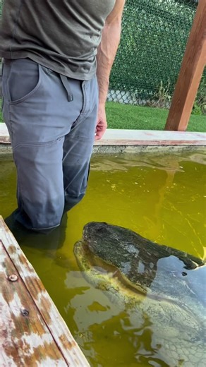 Big gator creeping up on my leg!! It’s always sketchy when Seven is under water that close to my leg!! Better casually back him up with one finger 😂☝️💪More info on him from previous posts-At Everglades Holiday Park Seven is our biggest gator at EHP, he’s 10ft and likely around 350-400lbs. He has his own enclosure all to himself now, he’s gotten too big and aggro to be in with the other gators as he can easily kill some of the smaller ones in the main enclosure. That of course did not happen, b