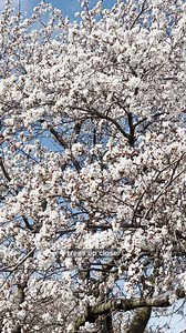 Here's what you need to know about cherry blossom peak bloom! | blogTO