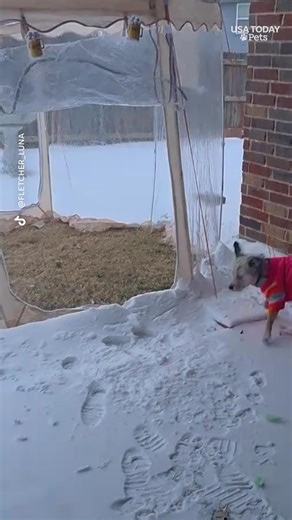 A dog owner found a solution for her pups who didn't want to go outside during snowy weather. #usatodaypets | Cape Cod Times