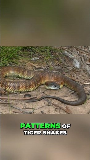 Tiger Snake Facts: Venomous & Diverse Australian Reptile #shorts