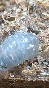 Pill Bugs aka Roly- Polies & Springtails in your Terrarium