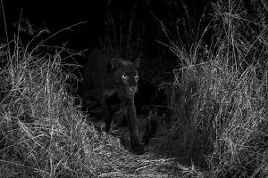 Black Panther | Nature Picture Library