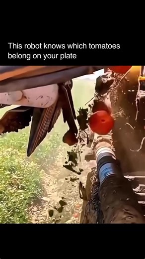 Artificial Intelligence | ChatGPT | Technology on Instagram: "At first glance, it looks simple. Tomatoes roll by. Some get rejected. Some pass through. But what’s happening here is quiet precision at scale. This robotic optical sorter uses high-speed cameras and AI vision to scan every tomato in real time. It analyzes shape, size, texture, and color wavelengths in milliseconds. Ripe tomatoes continue forward. Rocks, dirt, and damaged produce are instantly pushed aside. No human hands. No guesswo