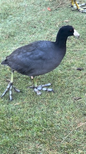 American Coot shows off those feet. | San Diego Bird Guide | Facebook