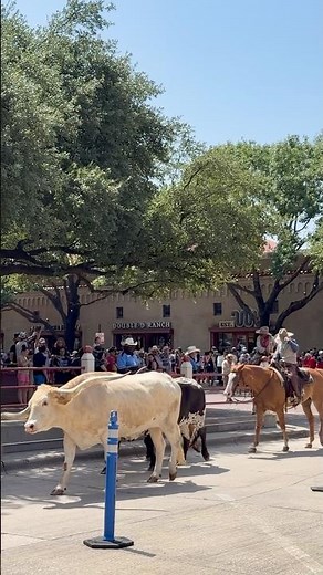 Fort Worth stockyards #fortworthstockyards #texaslife #fortworthtx #thingstodotexas #texastravel