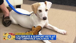 Smidge the shelter pup steals hearts for ABC7's 'Forever Home Friday'