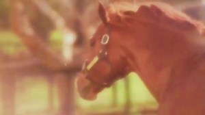 the horse with the biggest heart ❤️ #secretariat #fyp #bigred ##racehorse #horseedit #secreteriatedit #edit #horse #horseracing