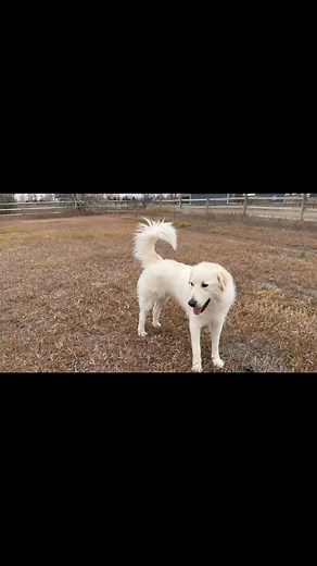 Meet Duke 1.0 — the handsome, protective, slightly dramatic Pyr who has officially decided he’s ready for his forever home. 🥹 Duke came to us from an Idaho shelter, scared and unsure, but he has blossomed into a playful, goofy, loyal boy with the people he trusts. He needs a home that understands the Pyr brain. If you know… you know. Here’s the real Duke • Needs a Pyr-experienced home • Needs another dog for confidence and play • Playful, goofy, and gentle with dogs of all sizes • Protective by