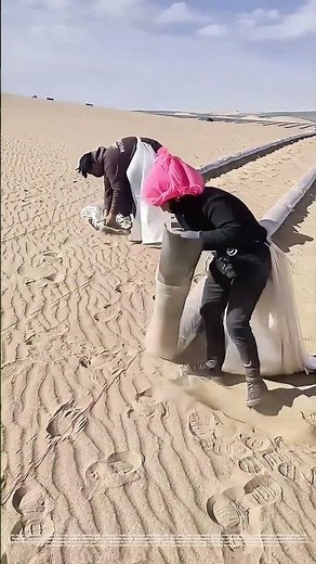 Fighting Desert Blight: How Sandbagging Builds a Green Barrier