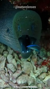 6.3K views · 64 reactions | Cleaner Fish - The Doctor Fish #documentary #knowledge | Nature Lens | Facebook