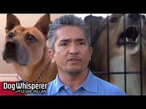 Season 2 Episodes 9&10 | Too Much Bark & Too Much Bite